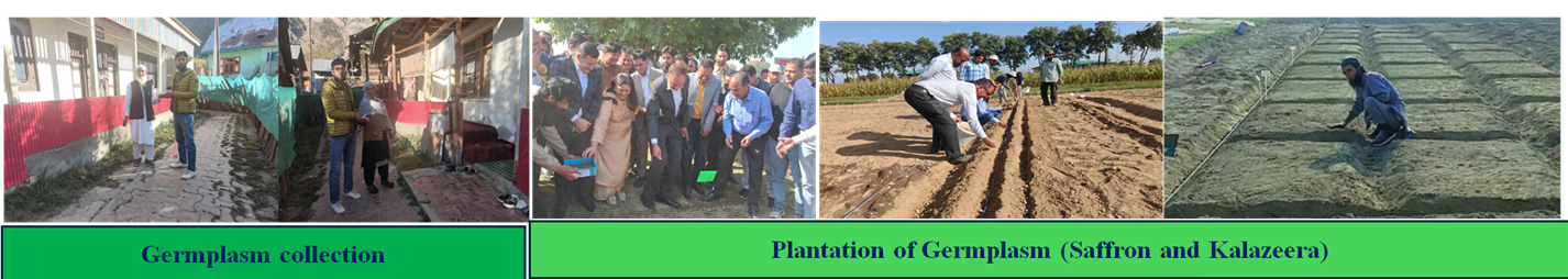 Collection and evaluation of     germplasm